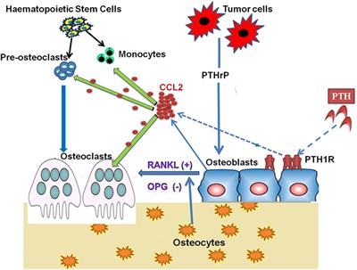 CCL2/Monocyte Chemoattractant Protein 1 and Parathyroid <mark class="highlighted">Hormone Action</mark> on Bone